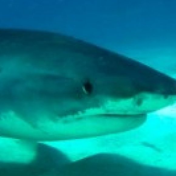 Profile picture of Shark