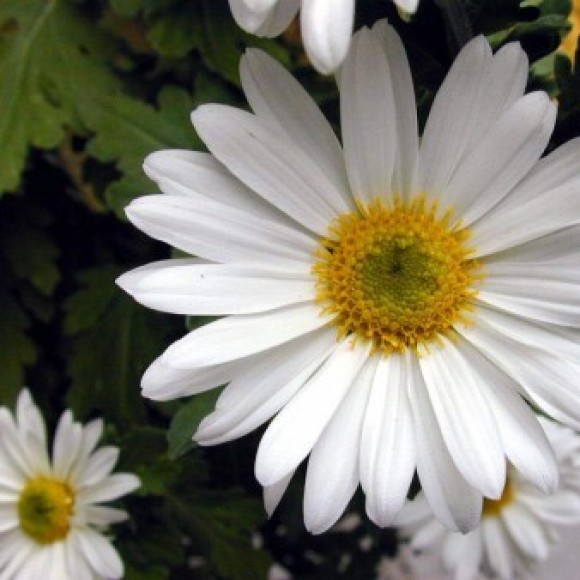Profile picture of margarita